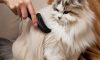 How To Groom Your Cat Like A Pro