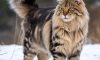 Caring for Maine Coon Cats: Essential Tips and Tricks