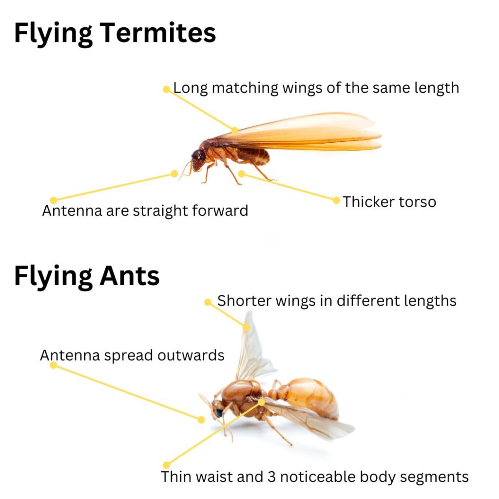 Flying Termites Control: Essential Strategies for Homeowners