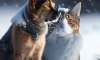 Protecting Pets in Cold Weather: Essential Tips