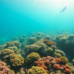 Scuba Diving Adventures: Explore the Wonders of Belize