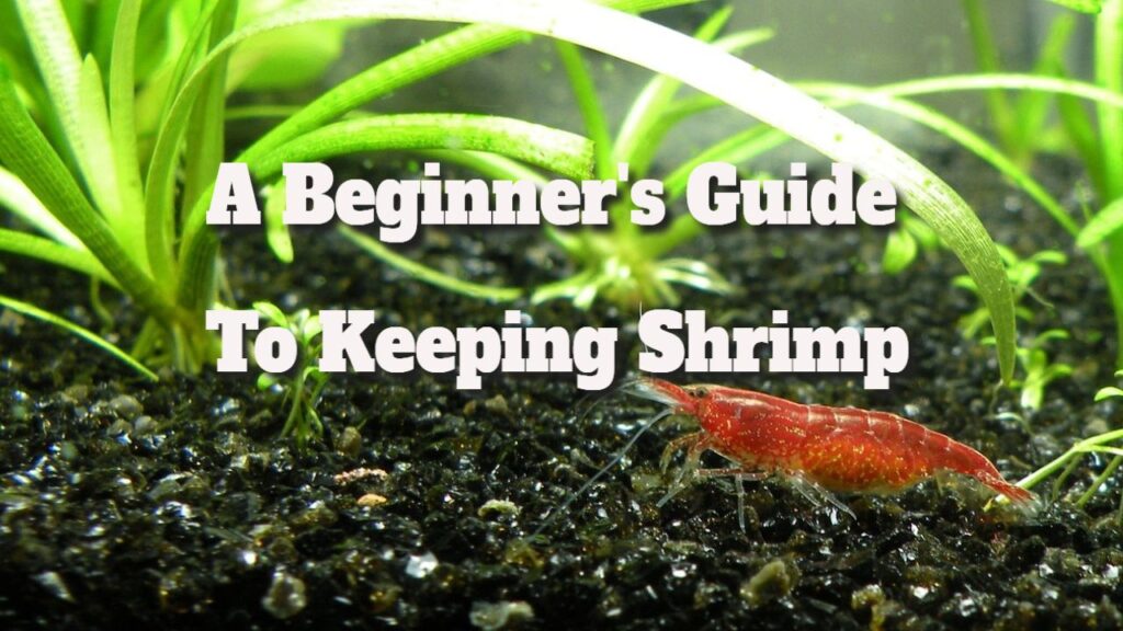 Shrimp Care: A Beginner’s Essential Guide