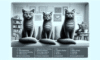 Cat Behaviour Insights from Jackson Galaxy’s Guide