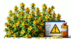 Herbal Interactions with Medications: A UK Overview