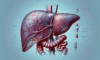Advanced Liver Blood Test: Comprehensive Insights in Tewkesbury