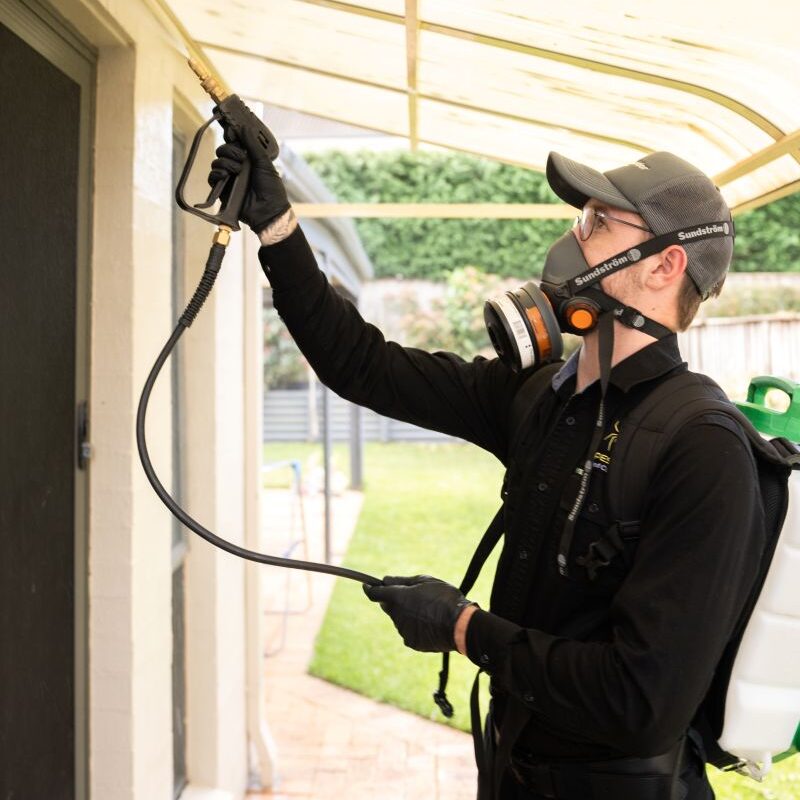 Roof Dusting Pest Control: When It’s Unnecessary