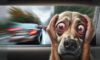 Motion Sickness Remedies for Dogs: Effective Solutions Revealed